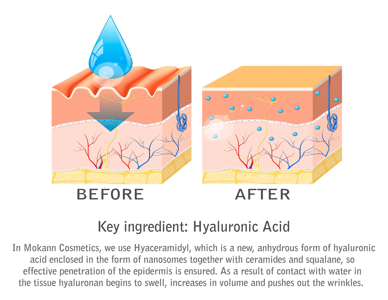 Liposomal Eye Serum Cucumber with Hyaluronic Acid, Ceramides, Vitamin E, and Cucumber Seed Oil. Corrects and Prevents Wrinkles, Moisturizes and Regenerates